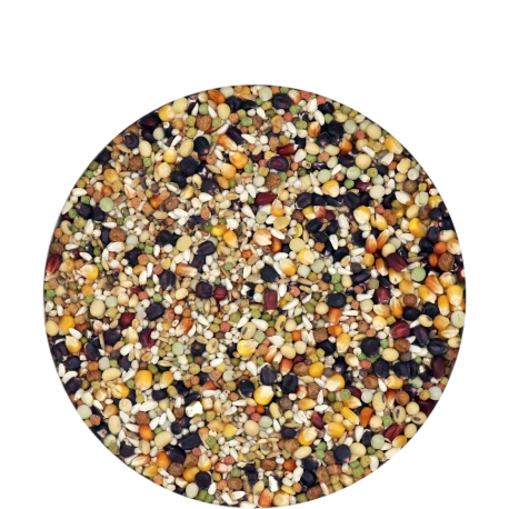 VERSELE-LAGA Champion IC+ Black Label 20kg 2 VERSELE-LAGA Champion IC+ Black Label 20kg – Image 2