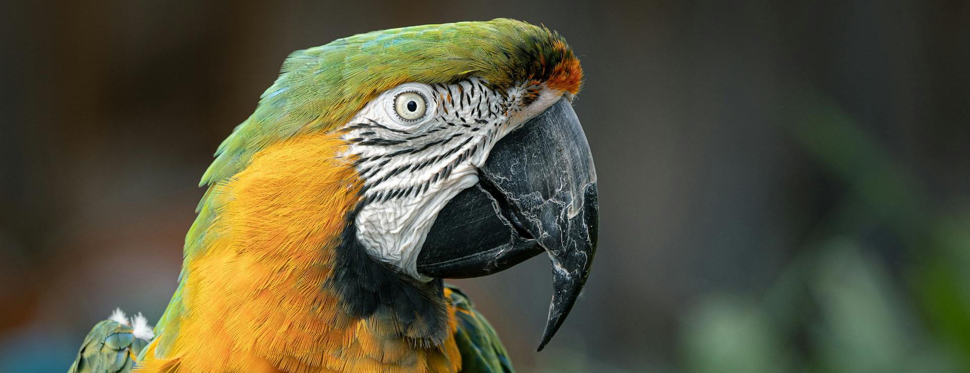 Fournitures Pour Oiseaux -Fournitures Pour Oiseaux pexels james frid 81279 2569222