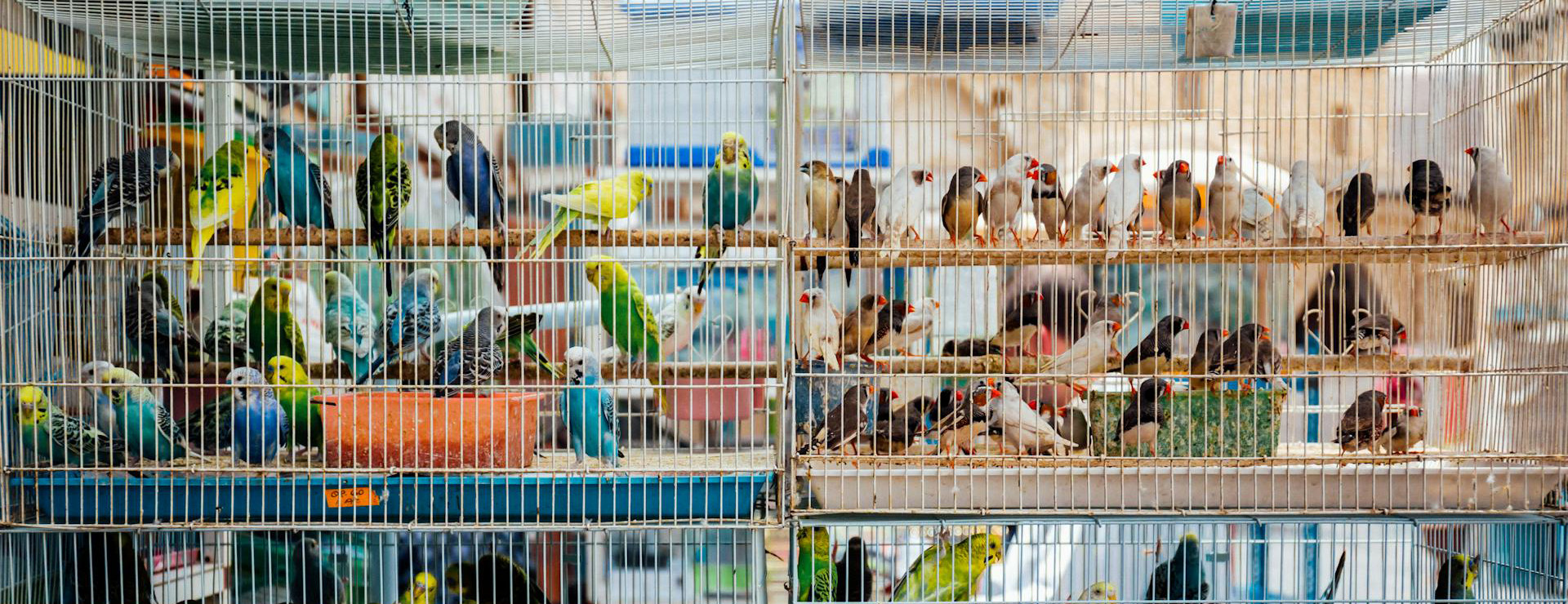 Fournitures Pour Oiseaux -Fournitures Pour Oiseaux pexels kelly 1179532 2888319